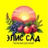 MAX-канал Элис Сад Питомник растений