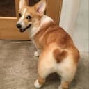 Канал corgi • корги в MAX