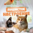 Канал Пушистое настроение | Котики в MAX