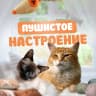 MAX-канал Пушистое настроение | Котики
