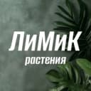 Канал ЛиМиК растения LiMiKplant клоны растений (Алоказии, монстеры и пр.) в MAX