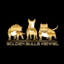 Канал ⚜️Golden Bulls Kennel⚜️ Американский Булли, Миниатюрный Бультерьр в MAX