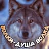 MAX-канал Волки-душа волка